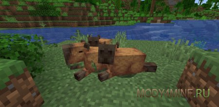 Capybara - мод на капибару в Minecraft 1.21.4, 1.20.1, 1.19.2, 1.18.2, 1.17.1 и 1.16.5